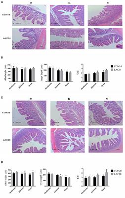 Effects of Dietary Supplementation of Lactobacillus delbrueckii on Gut Microbiome and Intestinal Morphology in Weaned Piglets